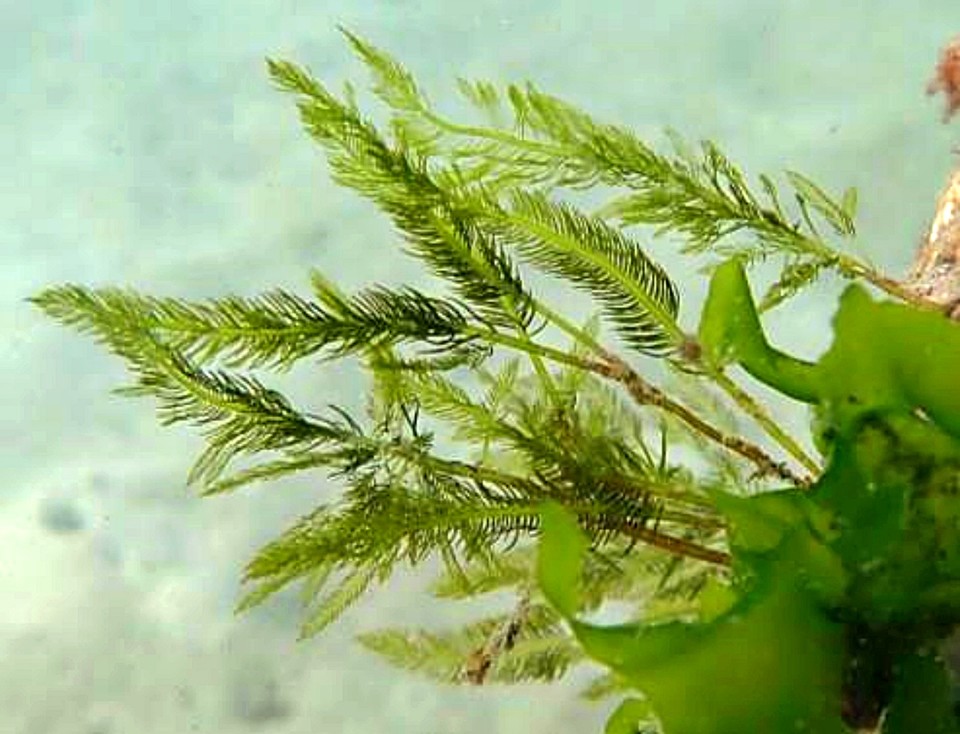 참깃털말. / 사진 = 국립해양생물자원관 제공