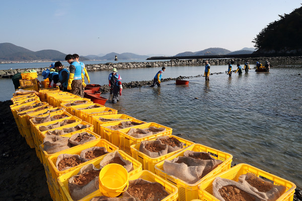 한국석유공사 임직원과 통영시 용남면 선촌마을주민이 해초 숲 복원을 위한 ̒잘피심기 ̓ 작업을 하고 있다.2025.11.20, snakorea.rc@gmail.com , *재판매 및 DB 금지