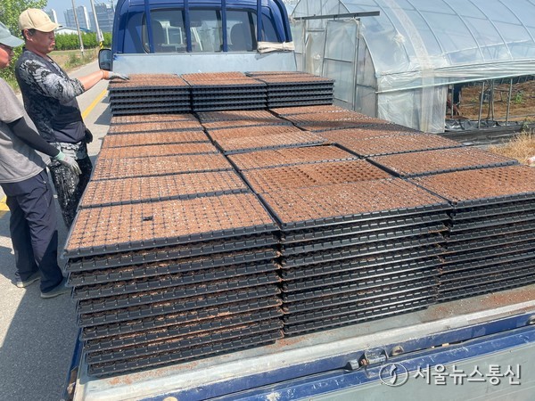 청주시 재배기술 지원으로 오송읍 대파 농가 ‘풍년’ 사진(제공=청주시) *재판매 및 DB 금지