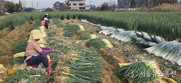 오송읍 대파 농가 대파수확 사진(제공=청주시)  *재판매 및 DB 금지
