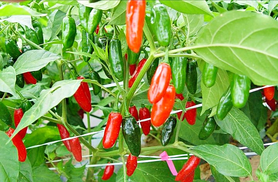 올해 고추 생산량이 전년보다 10% 가까이 감소한 것으로 나타났다. 이는 통계 집계 이래 3번째로 낮은 수준이다. 사진은 고추. (2025.11.20) / 사진 = 농촌진흥청 제공