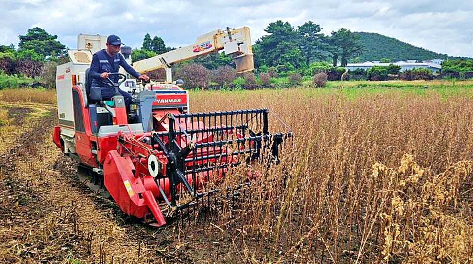 참깨 신품종 '하니올' 실증 재배 모습. (사진=제주도 제공) 2025.05.07