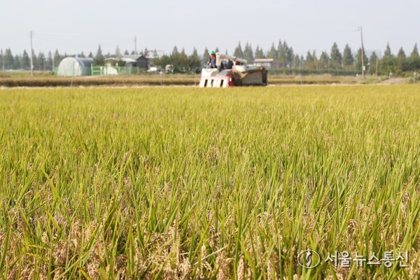청원생명쌀 계약재배 수확 사진(제공=청주시) *재판매 및 DB 금지