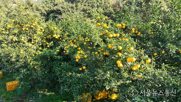▲완도 유자 농장 전경(사진 = 완도군)2025.11.24, snakorea.rc@gmail.com , *재판매 및 DB 금지