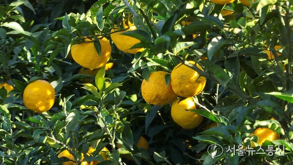 ▲완도산 유자(사진 = 완도군)2025.11.24, snakorea.rc@gmail.com , *재판매 및 DB 금지
