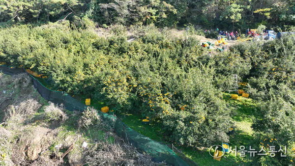 ▲고금면 유자 밭 전경(사진 = 완도군)2025.11.24, snakorea.rc@gmail.com , *재판매 및 DB 금지