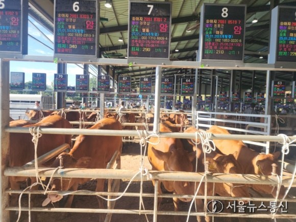 ▲스마트 가축시장 운영(사진 = 해남군)2025.11.24, snakorea.rc@gmail.com , *재판매 및 DB 금지