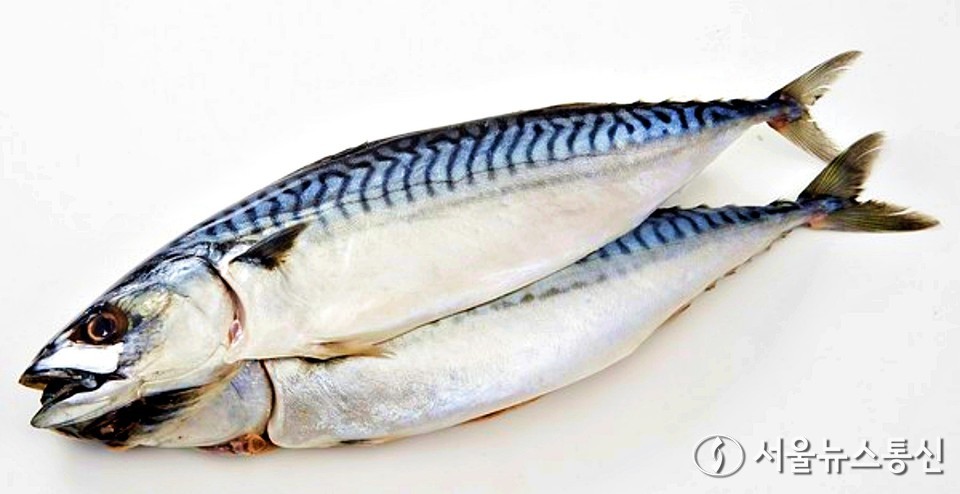 노르웨이 자반 고등어 / 사진 = 서울뉴스통신 DB