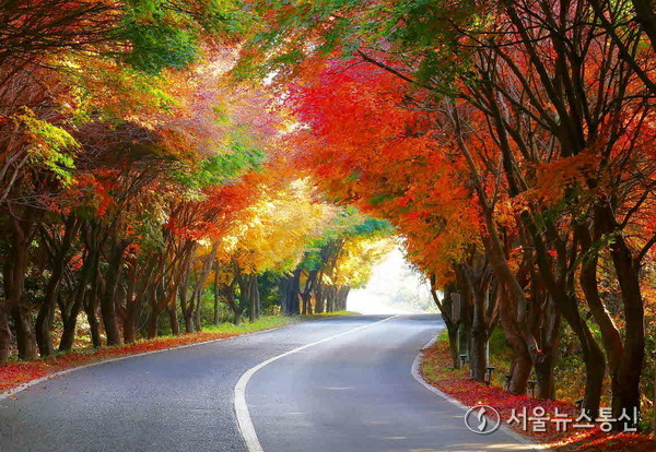 ▲청산도 단풍길 전경(사진 = 완도군)2025.11.25, snakorea.rc@gmail.com , *재판매 및 DB 금지