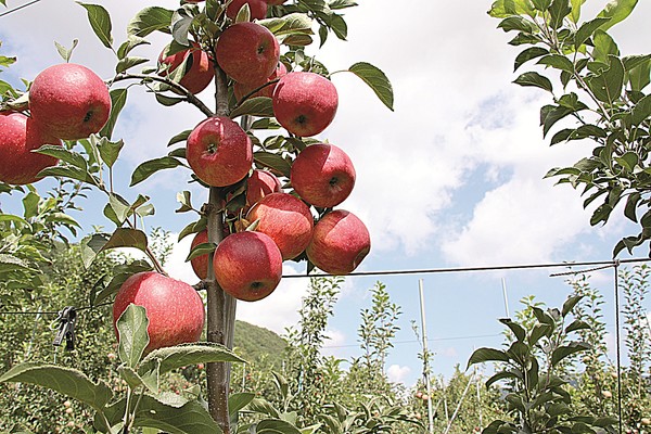 청정지역 인제군에서 생산된 명품 햇사과가 올해도 공영홈쇼핑 생방송을 통해 전국 소비자들을 찾아간다.