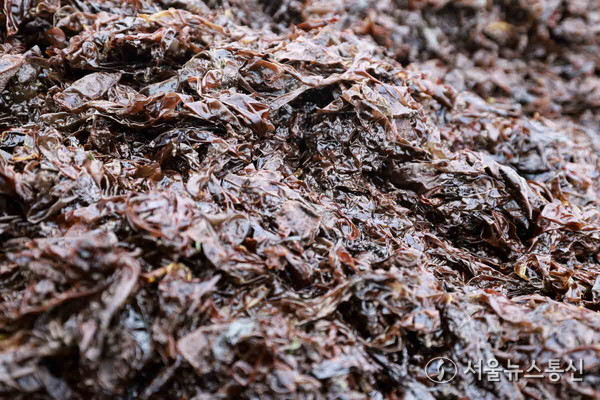 ▲완도산 물김(사진 = 완도군)2025.11.25, snakorea.rc@gmail.com , *재판매 및 DB 금지