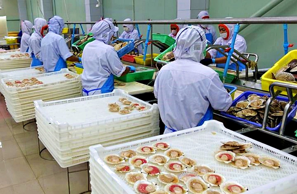 태국 현지 공장에서 일본산 가리비 손질하는 모습. (2025.11.25) / 사진 = 부산본부세관 제공