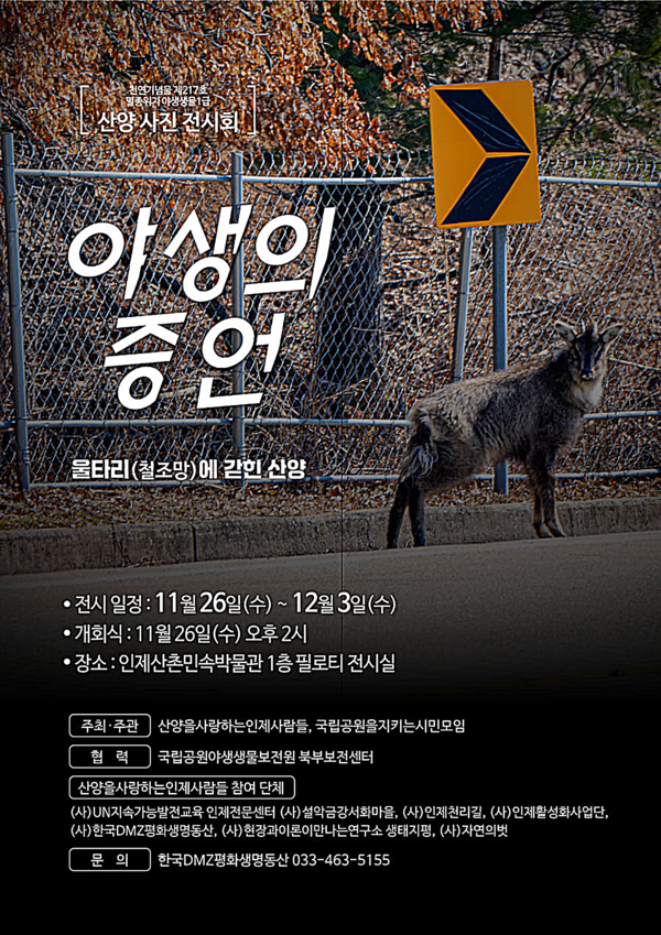 ‘산양을 사랑하는 인제 사람들’과 ‘국립공원을지키는시민의모임’은 오는 26일부터 12월 3일까지 인제산촌민속박물관 1층 필로티 전시실에서 ‘야생의 증언–울타리에 갇힌 산양’ 사진전을 개최한다.